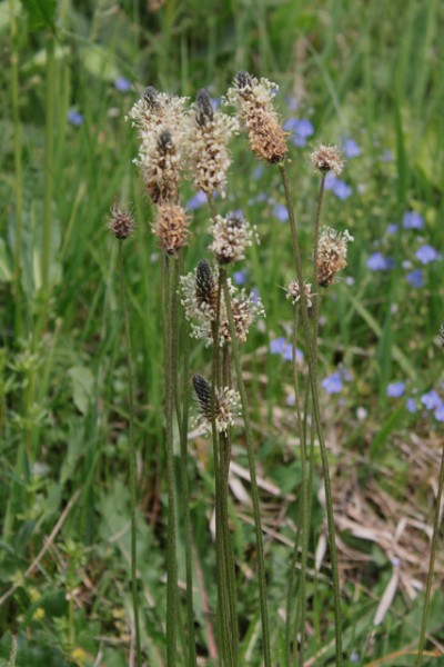 Ozkolistni_trpotec_Plantago_lanceolata_03-1